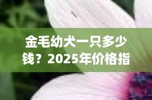 金毛幼犬一只多少钱？2025年价格指南与选购全攻略