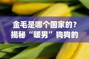 金毛是哪个国家的？揭秘“暖男”狗狗的起源与传奇故事