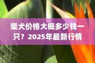 柴犬价格大概多少钱一只？2025年最新行情与购买指南