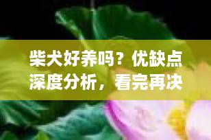 柴犬好养吗？优缺点深度分析，看完再决定要不要“为爱发电”！