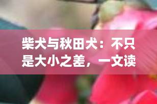 柴犬与秋田犬：不只是大小之差，一文读懂两大日本名犬的真正区别