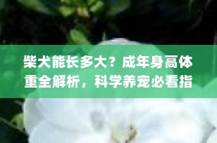 柴犬能长多大？成年身高体重全解析，科学养宠必看指南！