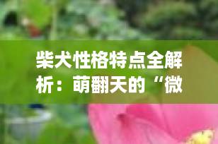 柴犬性格特点全解析：萌翻天的“微笑天使”到底好不好养？优缺点深度揭秘！