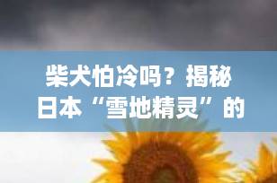 柴犬怕冷吗？揭秘日本“雪地精灵”的冬季生存指南，90%的主人都忽略了这几点！