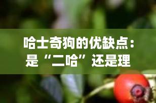 哈士奇狗的优缺点：是“二哈”还是理想伙伴？全面解析西伯利亚雪橇犬