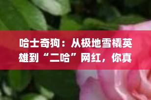 哈士奇狗：从极地雪橇英雄到“二哈”网红，你真的了解这只超萌拆家王吗？