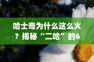 哈士奇为什么这么火？揭秘“二哈”的6大特点，痛并快乐着的养狗体验！