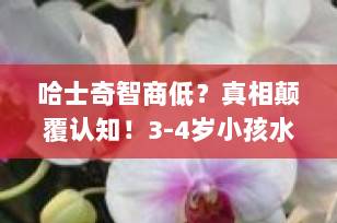 哈士奇智商低？真相颠覆认知！3-4岁小孩水平，却因“太聪明”被误解成“二哈”