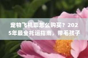 宠物飞机票怎么购买？2025年最全托运指南，带毛孩子出行不踩坑！