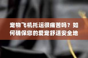宠物飞机托运很痛苦吗？如何确保您的爱宠舒适安全地旅行