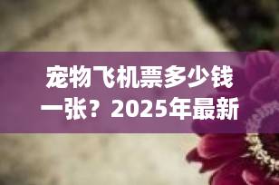 宠物飞机票多少钱一张？2025年最新价格表+航司全解析，看完再买不踩坑！