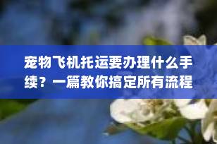 宠物飞机托运要办理什么手续？一篇教你搞定所有流程！（2025最新指南）
