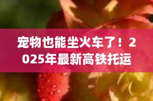 宠物也能坐火车了！2025年最新高铁托运收费标准全解析（附办理指南）