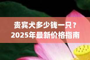 贵宾犬多少钱一只？2025年最新价格指南与选购全攻略