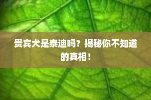 贵宾犬是泰迪吗？揭秘你不知道的真相！
