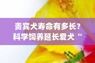 贵宾犬寿命有多长？科学饲养延长爱犬“黄金岁月”的5大秘诀