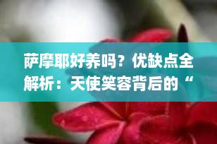 萨摩耶好养吗？优缺点全解析：天使笑容背后的“甜蜜负担”