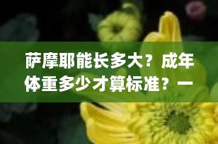萨摩耶能长多大？成年体重多少才算标准？一篇讲透体型、生长与喂养！