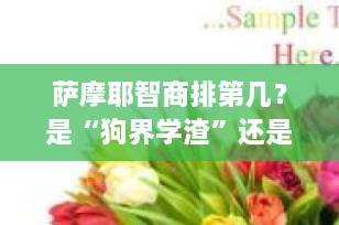 萨摩耶智商排第几？是“狗界学渣”还是被误解的“高情商暖男”？