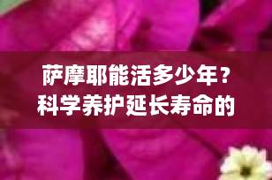 萨摩耶能活多少年？科学养护延长寿命的5大黄金法则