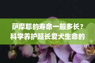 萨摩耶的寿命一般多长？科学养护延长爱犬生命的关键方法