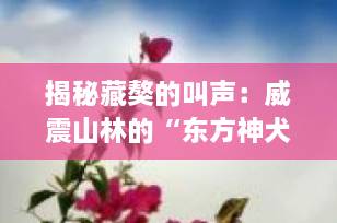 揭秘藏獒的叫声：威震山林的“东方神犬”之声