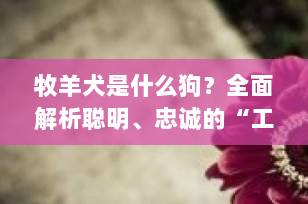 牧羊犬是什么狗？全面解析聪明、忠诚的“工作狂魔”代表