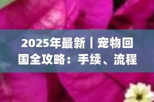 2025年最新｜宠物回国全攻略：手续、流程与避坑指南（附清关实操经验）