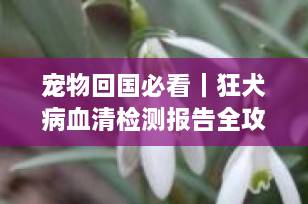 宠物回国必看｜狂犬病血清检测报告全攻略：时间、流程、避坑指南（2025最新版）