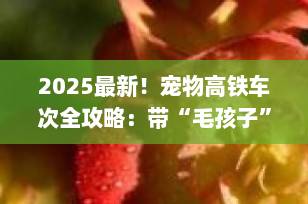 2025最新！宠物高铁车次全攻略：带“毛孩子”坐动车，这些线路已开通（附价格+办理流程）